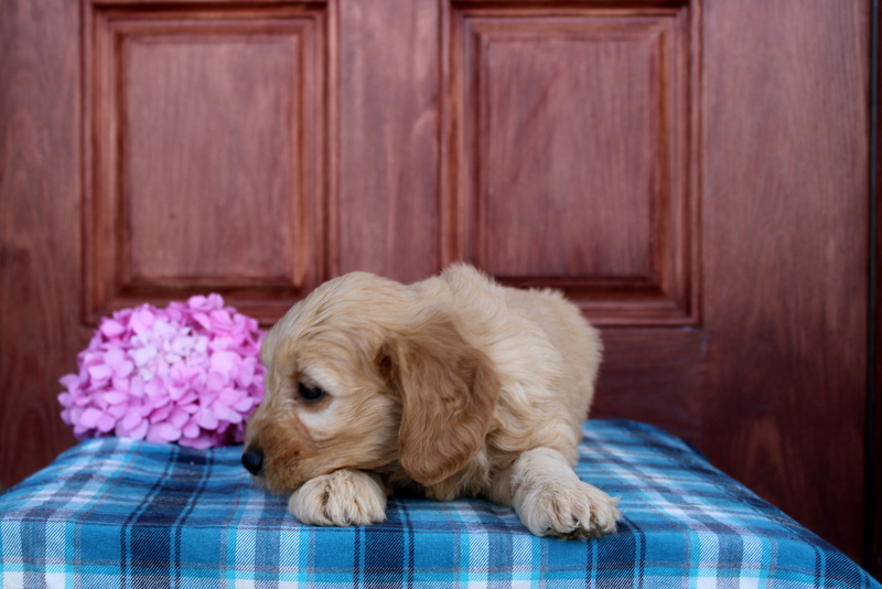 puppy, for, sale, Mini  Goldendoodle, Matthew B. Stoltzfus, dog, breeder, Gap, PA, dog-breeder, puppy-for-sale, forsale, nearby, find, puppyfind, locator, puppylocator, aca